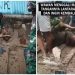 4 Fakta Pemuda Viral di Tegal Kubur Diri Hidup-Hidup, Akui Sudah Meninggal
