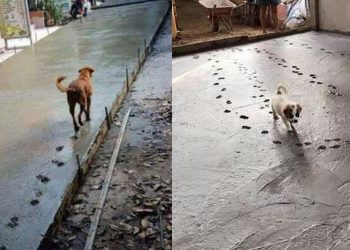 6 Potret Anjing Jalan di Cor Masih Basah Ini Bikin Geregetan