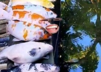 Bersihkan Kolam Ikan Agar Bersih, Pria Ini Malah Alami Hal Apes