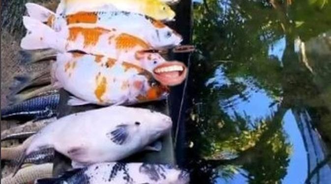 Bersihkan Kolam Ikan Agar Bersih, Pria Ini Malah Alami Hal Apes
