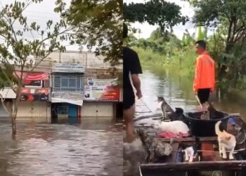 Bikin Kagum, Viral Aksi Pemuda Selamatkan Kucing-Kucing Terjebak Banjir Kalsel