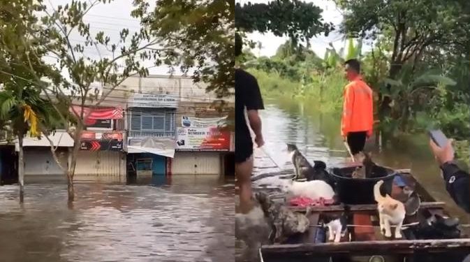 Bikin Kagum, Viral Aksi Pemuda Selamatkan Kucing-Kucing Terjebak Banjir Kalsel