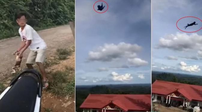 Demi Konten, Viral Pemuda Tega Lempar Kucing dari Puncak Bukit