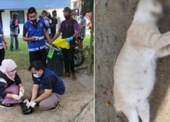 Keji, Viral Wanita Bunuh Kucing Hamil Karena BAB di Depan Rumah