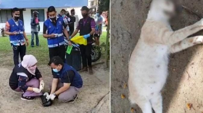 Keji, Viral Wanita Bunuh Kucing Hamil Karena BAB di Depan Rumah