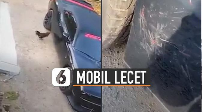 VIDEO: Duh, Mobil Lecet Gara-Gara Ayam Ngamuk