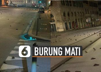 VIDEO: Ratusan Burung Mati Misterius Berserakan di Jalanan Italia