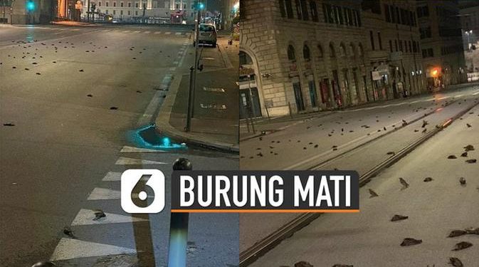 VIDEO: Ratusan Burung Mati Misterius Berserakan di Jalanan Italia