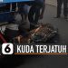 VIDEO: Viral Kuda Terjatuh Di Tengah Jalan, Ini Dia Penyebabnya
