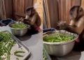 Viral Aksi Monyet Bantu Masak di Dapur Ini Jadi Sorotan