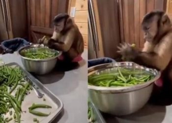Viral Aksi Monyet Bantu Masak di Dapur Ini Jadi Sorotan