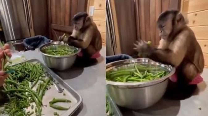 Viral Aksi Monyet Bantu Masak di Dapur Ini Jadi Sorotan