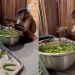 Viral Aksi Monyet Bantu Masak di Dapur Ini Jadi Sorotan