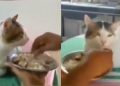 Viral Kucing Makan Disuapi Bak Manusia, Bikin Heran Warganet