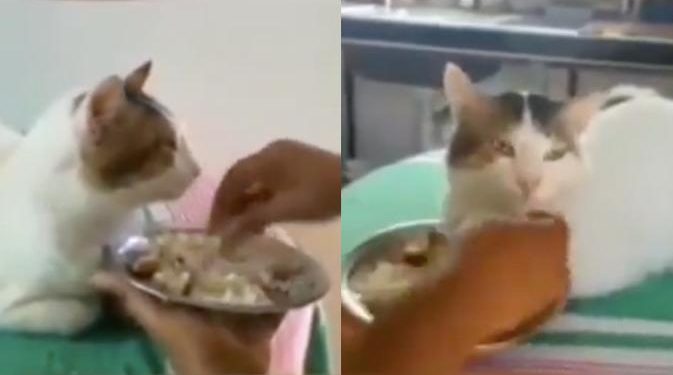 Viral Kucing Makan Disuapi Bak Manusia, Bikin Heran Warganet