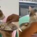 Viral Kucing Makan Disuapi Bak Manusia, Bikin Heran Warganet