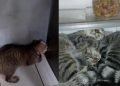 Viral Kucing Tidur di Dalam Kulkas, Kelakuannya Bikin Gemas