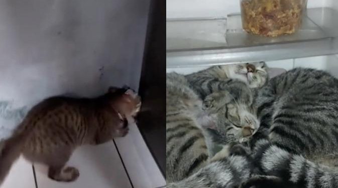 Viral Kucing Tidur di Dalam Kulkas, Kelakuannya Bikin Gemas