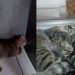 Viral Kucing Tidur di Dalam Kulkas, Kelakuannya Bikin Gemas