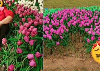 Viral Pemilik Tempat Wisata Keluhkan Ulah Turis Perusak