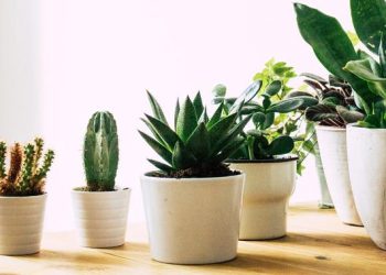 Viral Pria di Garut Rela Tukar Rumah Mewahnya dengan Tanaman Hias