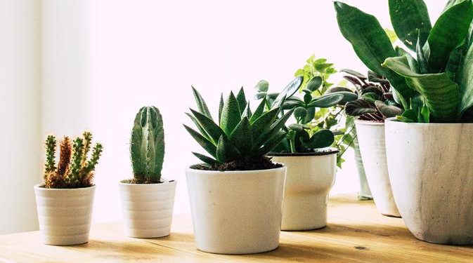 Viral Pria di Garut Rela Tukar Rumah Mewahnya dengan Tanaman Hias