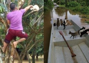 Viral Pria Selamatkan Kucing Terjebak Banjir, Aksinya Tuai Pujian