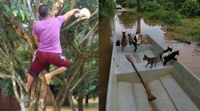 Viral Pria Selamatkan Kucing Terjebak Banjir, Aksinya Tuai Pujian