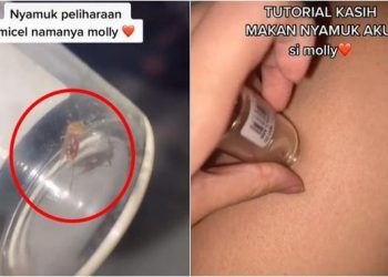 Viral Video Perempuan Pelihara Seekor Nyamuk Ini Curi Perhatian