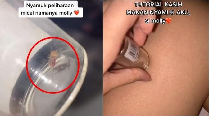 Viral Video Perempuan Pelihara Seekor Nyamuk Ini Curi Perhatian