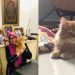 Viral Wanita Ini Terharu Dapat Kado Kucing Oranye, Sampai Menitikkan Air Mata