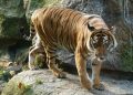 Dua Harimau Lepas dari Sinka Zoo Singkawang, Ini 4 Faktanya