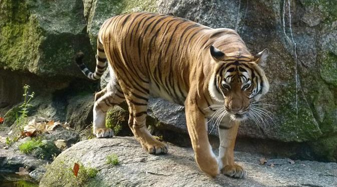 Dua Harimau Lepas dari Sinka Zoo Singkawang, Ini 4 Faktanya