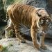 Dua Harimau Lepas dari Sinka Zoo Singkawang, Ini 4 Faktanya
