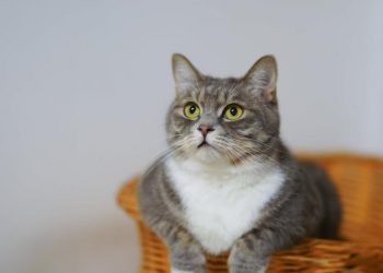 Emak-Emak di Kalideres Diamankan Warga Karena Ingin Masak Kucing