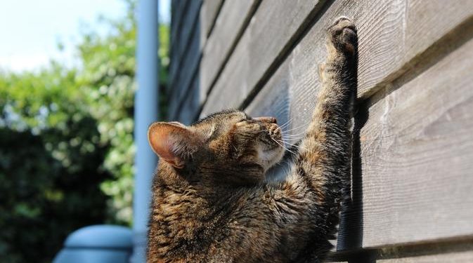 Lihat Kucing Jadi Korban Tabrak Lari, Aksi Pengamen Ini Banjir Pujian