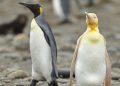 Penguin Kuning yang Langka Berhasil Diabadikan, Ini Penyebab Bulunya Berbeda