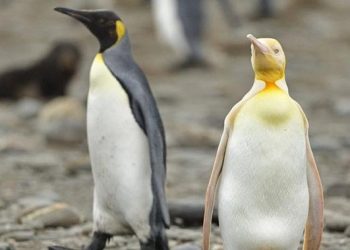 Penguin Kuning yang Langka Berhasil Diabadikan, Ini Penyebab Bulunya Berbeda
