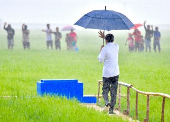Momen Jokowi Hujan-hujan Pakai Payung Tinjau Food Estate di NTT