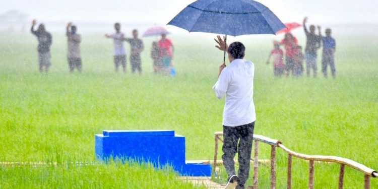 Momen Jokowi Hujan-hujan Pakai Payung Tinjau Food Estate di NTT
