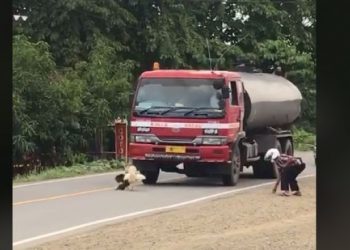 Geger Duel Ayam di Jalan Bikin Macet, Netizen: Ini Abang Jago Aslinya