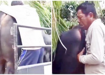 Viral Momen Pria Menangis Sesenggukan saat Sapinya Dijual, Bikin Ikut Sedih