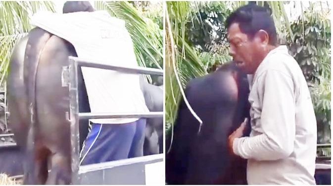 Viral Momen Pria Menangis Sesenggukan saat Sapinya Dijual, Bikin Ikut Sedih