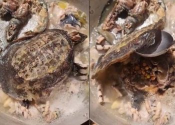 Viral Video Masak Kura-Kura dengan Direbus, Reaksi Netizen Bikin Heboh