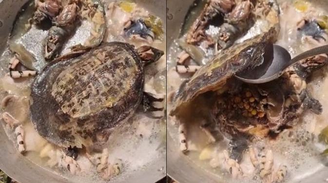 Viral Video Masak Kura-Kura dengan Direbus, Reaksi Netizen Bikin Heboh