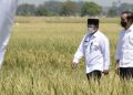 Cek Panen Padi di Malang, Jokowi: Ini Masalah Perut