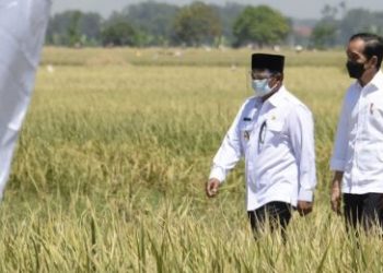 Cek Panen Padi di Malang, Jokowi: Ini Masalah Perut