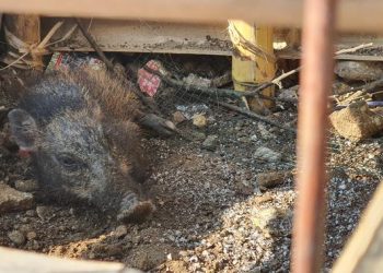 Geger penangkapan diduga babi ngepet di Bedahan Depok