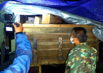 Polres Lumajang Berhasil Gagalkan Ilegal Logging Beromset Ratusan Juta Rupiah