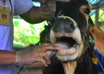 Kementan Ungkap Akibat PMK 334.213 Hewan Ternak Sakit dan 2.126 Mati